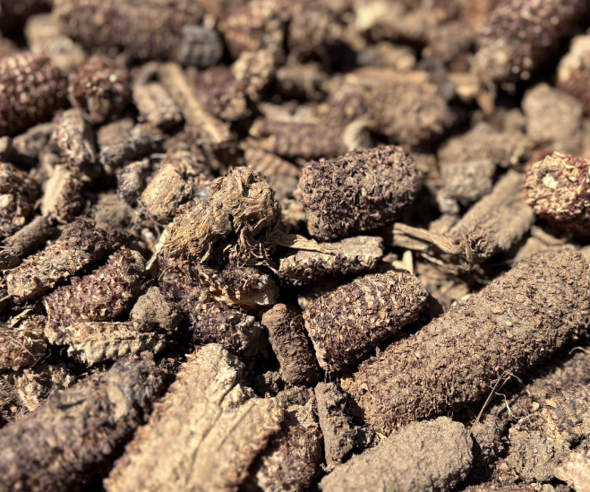 Corncob