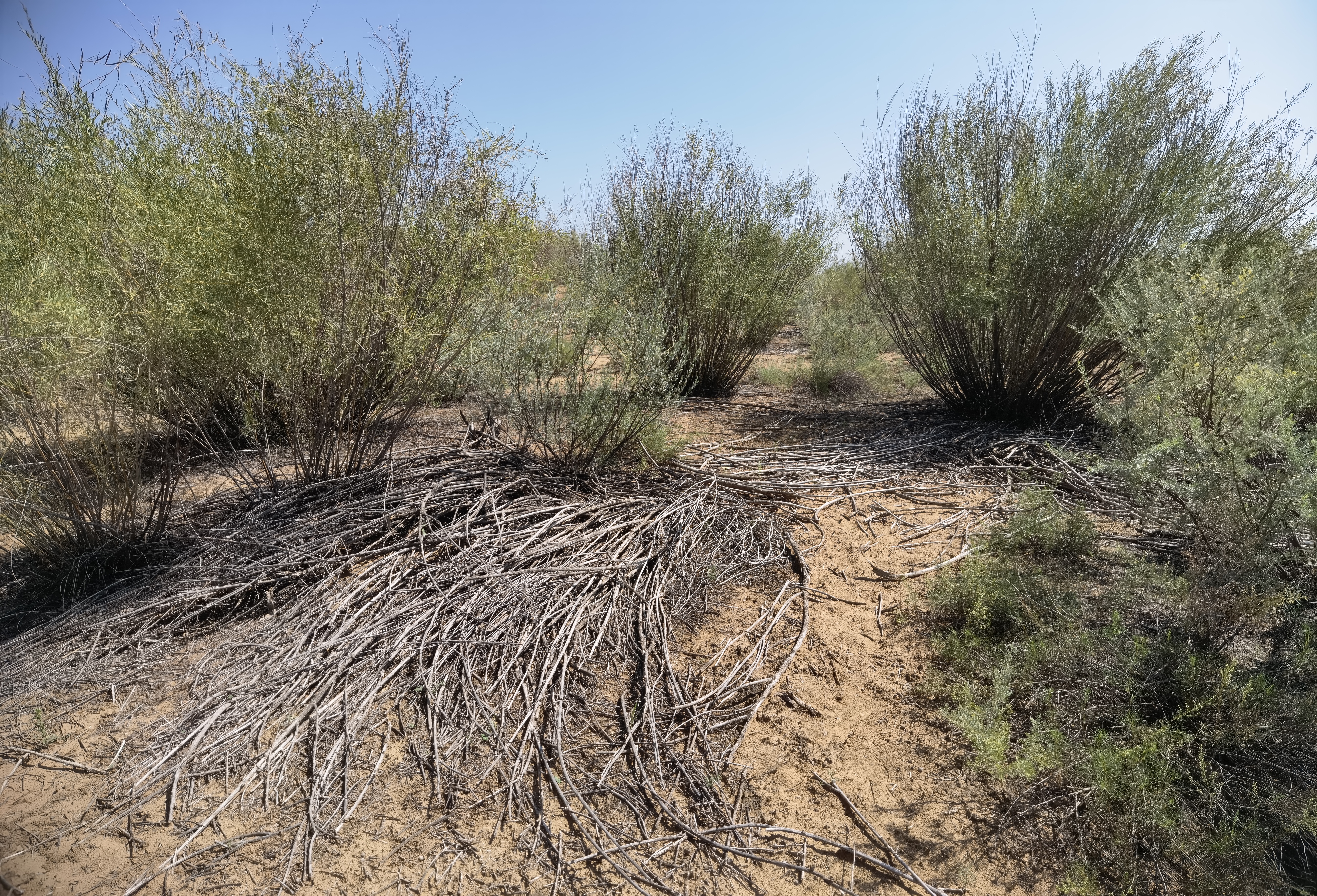 Desert willow