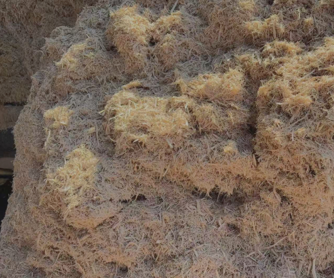 Bagasse